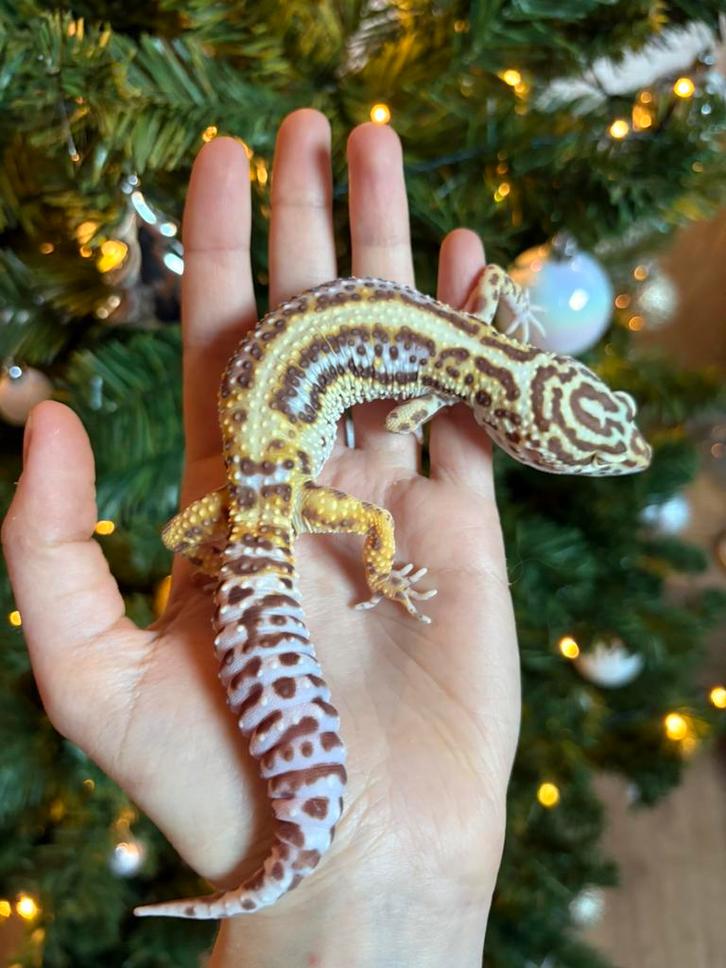 Bold bell luipaardgekko kweekvrouw