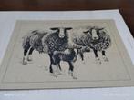 Tekening van MARLEEN FELIUS ZWARTBLES SCHAPEN ZIE FOTO'S., Antiek en Kunst, Ophalen of Verzenden