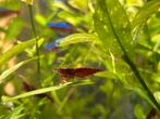 Mooie Rode Neocaridina garnaaltjes., Dieren en Toebehoren, Vissen | Aquariumvissen, Kreeft, Krab of Garnaal