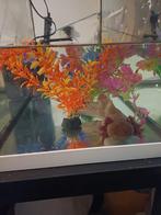 Axelotl, Dieren en Toebehoren, Amfibie, 0 tot 2 jaar