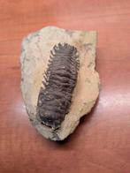 Trilobiet op matrix, Verzamelen, Mineralen en Fossielen, Ophalen of Verzenden