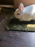 Blauwoog pool, Dieren en Toebehoren, Meerdere dieren, Groot, 0 tot 2 jaar