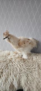 2 super tamme usa zijdehoenders, Dieren en Toebehoren, Pluimvee, Geslacht onbekend, Kip