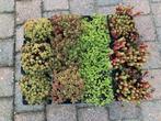 mooie laag blijvende  sedum planten met gratis verzending, Tuin en Terras, Planten | Tuinplanten, Overige soorten, Vaste plant