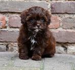 Super mooie Boomer X Poedel (min Doodle) uit geteste ouders., Dieren en Toebehoren, Nederland, Overige rassen, CDV (hondenziekte)