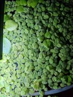 Drijfplanten | Salvinia Minima, Ophalen, Nieuw, Plant(en), Steen of Hout