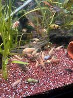 coridoras paletius albino, Vis, Zoetwatervis, Schoolvis