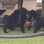....PRACHTIGE SHIH TZU PUPS..., Parvo, Overige rassen, 8 tot 15 weken, Meerdere