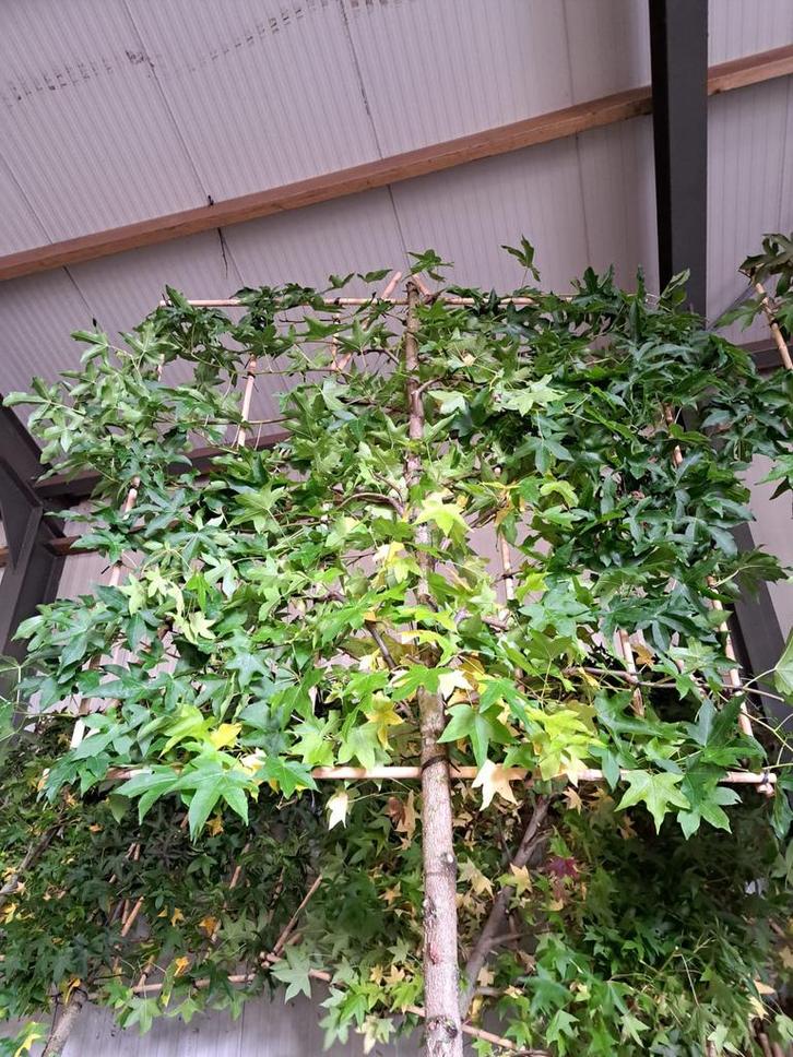 Liquidambar styraciflua , worplesdon leibomen in vele maten, Tuin en Terras, Planten | Bomen, Overige soorten, Volle zon, Ophalen of Verzenden