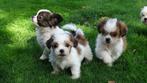 Klein blijvende Boomer puppie,s (Geheel verzorgd), Dieren en Toebehoren, Nederland, Overige rassen, CDV (hondenziekte), 8 tot 15 weken