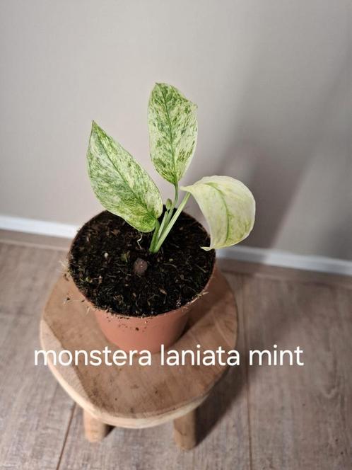 Monstera Laniata Mint, Huis en Inrichting, Kamerplanten, Ophalen of Verzenden