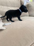 Chihuahua x Yorkshire, Dieren en Toebehoren, Honden | Chihuahua's en Gezelschapshonden, CDV (hondenziekte), Reu, 8 tot 15 weken