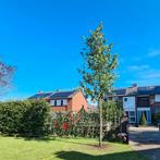 Amberboom Liquidambar, 400 cm of meer, Volle zon, In pot, Overige soorten