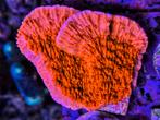 Montipora rood, Dieren en Toebehoren, Ophalen, Plant(en), Steen of Hout