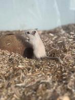 Jonge gerbil man, Juni, Mannelijk, Overige typen, Tam