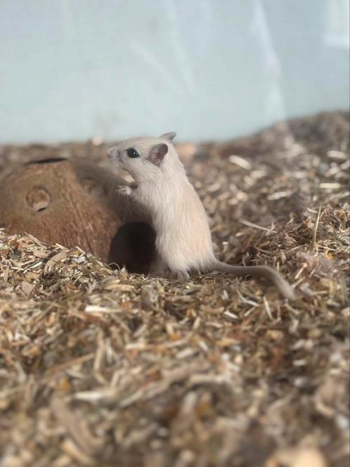 Jonge gerbil man, Dieren en Toebehoren, Knaagdieren, Mannelijk, Overige typen, Juni, Tam