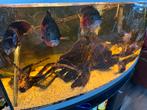 Pauwoog cichlides en grote algeneter, Dieren en Toebehoren, Vissen | Aquariumvissen, Vis