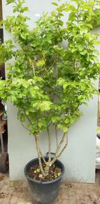 Meerstammige Parrotia (Perzich Ijzerhout), Tuin en Terras, Overige soorten, Lente, 100 tot 250 cm, Ophalen
