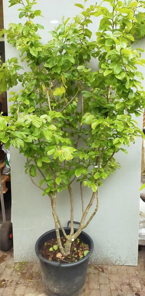 Meerstammige Parrotia (Perzich Ijzerhout), Tuin en Terras, Planten | Bomen, Overige soorten, 100 tot 250 cm, Volle zon, Lente
