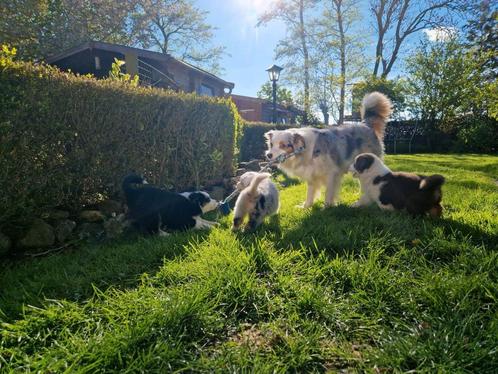 6 Aussie pups stamboom, blue merle, Black/Red tri, reu/teef, Dieren en Toebehoren, Honden | Herdershonden en Veedrijvers, Meerdere dieren