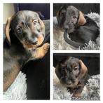 Standaard Ruwharige teckel pups, Standaard, 8 tot 15 weken, CDV (hondenziekte), Meerdere