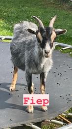 Lieve dwerggeit, Dieren en Toebehoren, Vrouwelijk, Geit