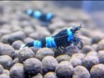 Blue panda shrimp, Dieren en Toebehoren, Vissen | Aquariumvissen