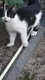 Wie geeft deze  boerderij kitten een warm thuis, Dieren en Toebehoren, Katten en Kittens | Overige Katten, Poes, 0 tot 2 jaar