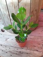 Kamerplant Clusia rosea 'Princess', Ophalen, Halfschaduw, Minder dan 100 cm
