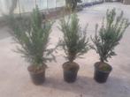 Te koop Taxus in pot hoogte 40/50cm, Tuin en Terras, Planten | Struiken en Hagen, Ophalen, Taxus, Minder dan 100 cm