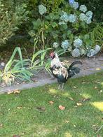 Gratis af te halen haan, Dieren en Toebehoren, Pluimvee, Mannelijk, Kip