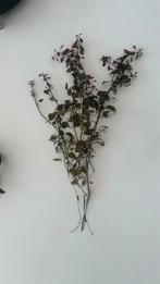 Aquarium planten, Vis