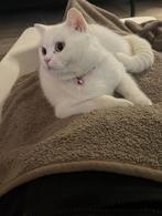 Britse korthaar Poes vrouw gesteriliseerd kat paspoort geënt, Dieren en Toebehoren, 0 tot 2 jaar