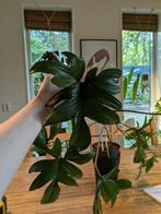 Philodendron Pedatum - Zonder Pot, Ophalen, Vaste plant, Bloeit niet, Halfschaduw