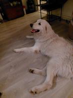 Pyreneese berghond met spoed opzoek naar een goed huisje., Dieren en Toebehoren, 1 tot 2 jaar, Eén hond, Nederland, Particulier