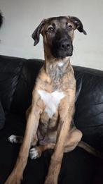 Reu van 5 en halve maand, Dieren en Toebehoren, Honden | Niet-rashonden, 15 weken tot 1 jaar, Reu, Groot, Eén hond