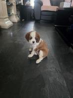cavalier king charles spaniel pups, Dieren en Toebehoren, Honden | Chihuahua's en Gezelschapshonden, Rabiës (hondsdolheid), Overige rassen