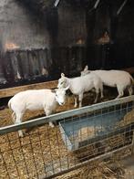 Schapen scheren, Dieren en Toebehoren, Schapen, Geiten en Varkens, Meerdere dieren, Schaap