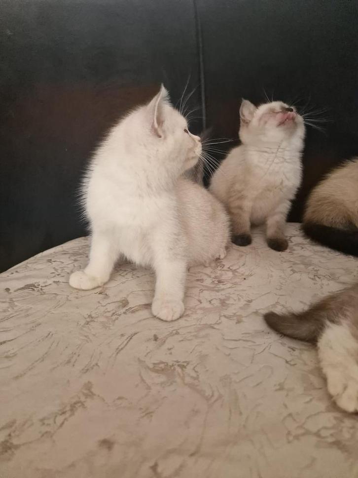 004917680705327, Dieren en Toebehoren, Katten en Kittens | Overige Katten, Kater