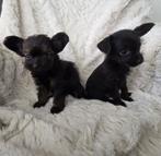 Mini Chihuahua X Toy Poedel puppy’s mogen nest verlaten, Dieren en Toebehoren, 8 tot 15 weken, Meerdere, Meerdere dieren, Chihuahua