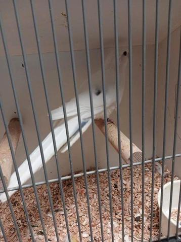 Pennantrosella pennant witbont man beschikbaar voor biedingen