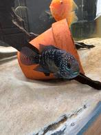 Jack dempsey (Rocio octofasciata), Dieren en Toebehoren, Vissen | Aquariumvissen, Vis