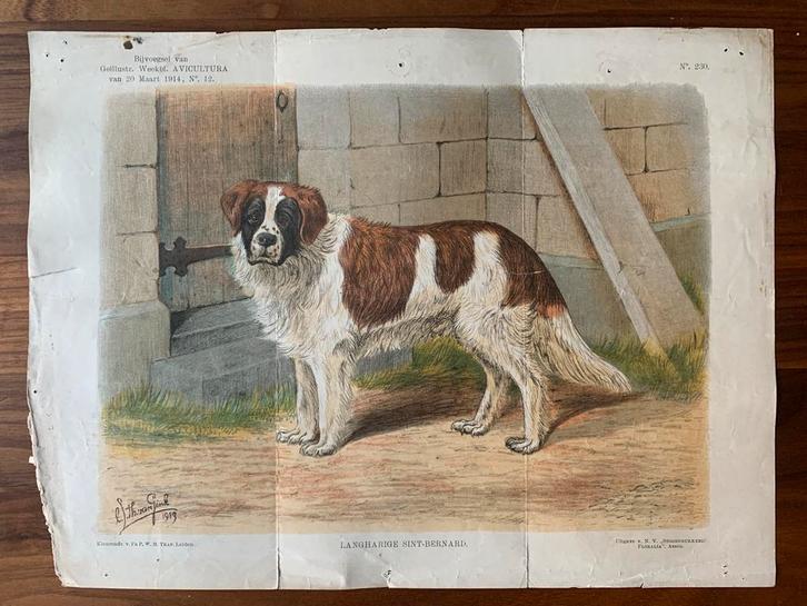 Oude prent Langharige Sint-Bernard, 1914, Antiek en Kunst, Kunst | Etsen en Gravures, Ophalen of Verzenden