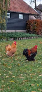 Cochin kriel hanen, Dieren en Toebehoren, Pluimvee, Mannelijk, Kip