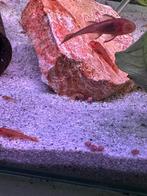 L144 red jongen te koop, Dieren en Toebehoren, Vissen | Aquariumvissen, Vis, Zoetwatervis