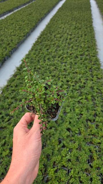Cotoneaster Streibs Findling - vaste plant - 9cm  beschikbaar voor biedingen
