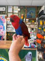Edelpapegaaien incl getest, Meerdere dieren, Papegaai, Pratend
