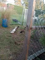 Loopeend gratis mannetje, Dieren en Toebehoren, Pluimvee, Mannelijk, Eend