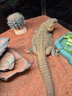 Baardagaam grijs translucent, Hagedis, 0 tot 2 jaar