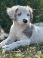 Australian shepherd pups, Dieren en Toebehoren, België, Particulier, CDV (hondenziekte), 8 tot 15 weken